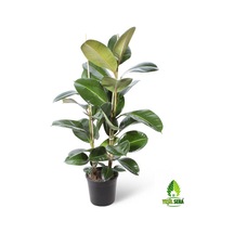 Kauçuk Bitkisi Ikili 80-90 Cm