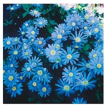30 Adet Nadir Bulunan Mavi Papatya Çiçeği Tohumu Mavi Kır Papatya Tohumu Hediye Tohumludur