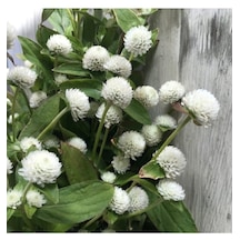 30 Adet Tohum Nadir Bulunan Beyaz Medine Çiçeği Tohumu Medine Çiçek Tohumu Saksı Toprak