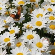 75 Adet Tohum Yayılıcı Kır Papatyası Çiçeği Tohumu Çiçek Tohumu Süpriz Hediye Bonzai Ağacı Tohumulu