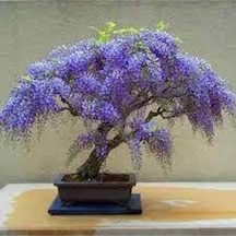 5 Adet Bodur Jakaranda Bonsai Ağacı Tohumu..