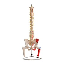 Pelvis Ve Femur Başlarını Gösteren Omurga Ve Kalça Modeli Kaslar