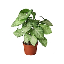 Melek Kanadı Çiçeği Syngonium Podophyllum