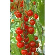 Ayrex Sarkan Cherry Domates Saksı Toprak Seti Genel