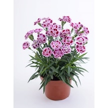 Gardenbox Karanfil Çiçeği 13 Cm Saksıda Ev Bitkisi Ofis Bitki Bahçe Bitkisi