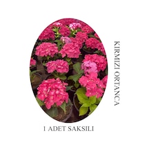 Kırmızı Renk Ortanca Çiçeği 1 Adet Saksılı/tüplü 20-30cm Çiçekli Bitki