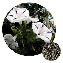 5 Adet Beyaz Sarmaşık Çiçeği Gündüz Sefası Tohumu