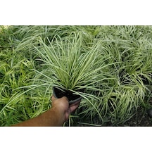Carex Evergold 20 Adet - Çok Yıllık Otsu Bitki