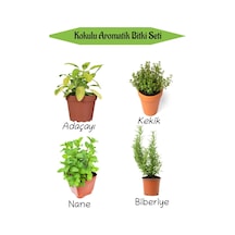 Aromatik Kokulu Mutfak Seti Adaçayı+kekik+nane+biberiye Fidesi 4 Adet