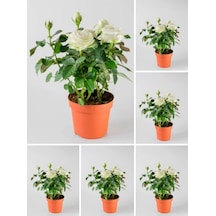 Kar Beyazı Gül 40 60 Cm Saksılı 5 Adet Aşılı Gül Fidanı White Rose