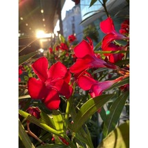 Videolu Zakkum Bitkisi Kırmızı 50-75 Cm Saksılı/tüplü Dış Mekan Bahçe Bitkisi Oleander Plant