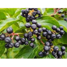 Aronia Aronya Ağacı Meyveli Fidanı Tüplü
