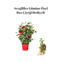 Kadınlar Gününe Özel Kokulu Kırmızı Renk Sarmaşık Mandevilla Buz Çiçeği Hediyeli
