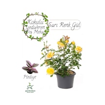 Formlu Sarı Renk Bahçe Gülü Çiçeği Saksıda 1 Adet 30-50cm+ Para Çiçeği