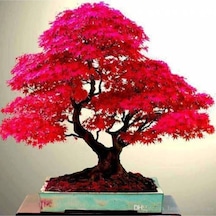 20 Adet Tohum Bodur Bonsai Japon Red Maple Ağacı Bonzai Tohumu Saksı Toprak Hediyemizdir