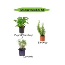 Aromatik Kokulu Mutfak Seti Itır Çiçeği+biberiye Fidanı+lavanta Fidesi 3 Adet, Bts010na0809 Çok Renkli