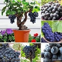 50 Adet Tohum Organik Hobi Bahçe Siyah Üzüm Bonsai Ağaç Tohumu