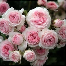 Pembe Beyaz Sarmaşık Gül Fidanı 5 Adet 15-25 Cm