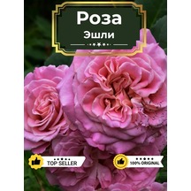 Dream Roses Ashley Gülü Fidanı 146361428