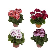 Ateş Kırmızı Sardunya Çiçeği Fidesi 10-20 Cm