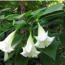 Katmerli Beyaz Brugmansia Çiçeği Tohumu 5 Tohum