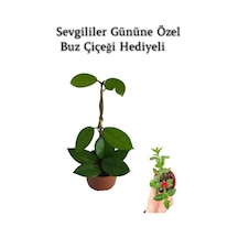 Sevgililer Gününe Özel Beyaz Renk Hoya-mum Çiçeği Buz Çiçeği Hediyeli
