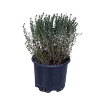 Aromatik Dağ Kekik Fidesi 1 Adet Zahter 30-40 Cm Çok Renkli