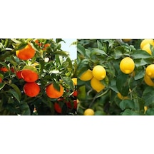 Tüplü Aşılı Yediveren Mayer Limon + Kokulu King Mandalina Fidanı