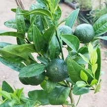3 Yaş Aşılı Nova Mandalina Fidanı. Torbada