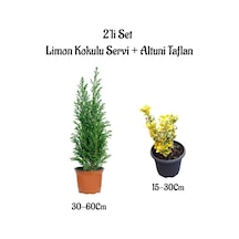 Limon Kokulu Servi Ağacı Fidanı+ Altuni Taflan 2'li Set Saksılı Dış Mekan Bitkisi
