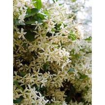 Yoğun Kokulu Ful Yasemin Çiçeği 1 Adet Saksılı/ Tüplü 40-50 Cm Star Jasmine