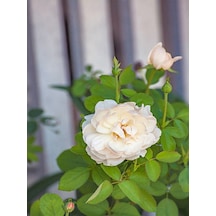 Videolu Chopin Gül Beyaz Renkli Gül Fidanı 40 70 Cm 1 Adet Saksılı Aşılı Gül White Rose