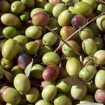 Sofralık Ve Yağlık Tüplü Siirt Ayvalık Zeytini Fidanı