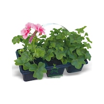 Gardenbox Pembe Sardunya Fidesi 2 Adet Saksılı 10-25cm Salon Balkon Çiçeği