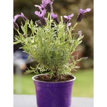 Mor Lavanta Fidanı 30 Adet Angustifolia Fidanı Tüplü/ Saksılıdır 15-25 Cm Lavender