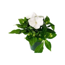Cam Güzeli Çiçeği -impatiens Walleriana - Beyaz 10 Adet