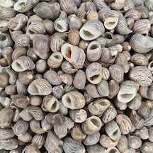 Nerita Communis Kiloluk Deniz Kabuğu 1 Kg