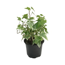 Hedera Helix 'Eva' (Duvar Sarmaşığı) Ø8,5 CM Y10-15 CM