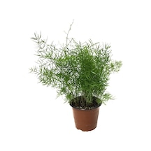 Asparagus Sprengeri (Kuşkonmaz Çiçeği) Ø12 CM Y25-30 CM