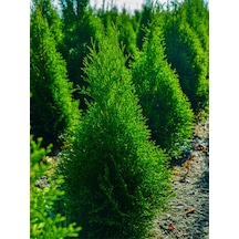 Favori Ürün Limon Çamı Limoni Servi 70 80 Cm 1 Adet Saksılı Dış Mekan Bitkisi Cupressus Macrocarpa