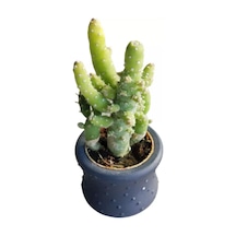 Hediyelik Kaktüs Opuntia Subulata (5.5 cm Beton Saksı HEDİYELİ)