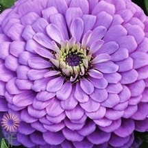 Dahlia Çiçekli Dream Rosy Lavender Zinya Çiçeği Tohumu 40 Tohum