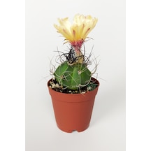 Kaktüs Özel Tür - Astrophytum Capricorne