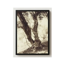 Botanik Nice Zeytin Ağacı Çerçevesiz Poster 21x30 Cm A4 Botanik Doğa Tarihi Vintage İllüstrasyon