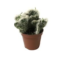 Opuntia Vestita 'cristata' Kaktüs Ø8,5 Cm Y10-15 Cm