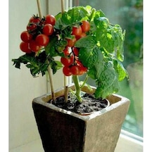 Cherry Domates Tohumu Saksılık Cherry Doates 10 Tohum + Toh