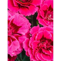 Mis Kokulu Fuşya Renk Karanfil Çiçeği Avantajlı Ürün 4 Adet Saksılı 15-25cm Dianthus