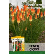 50 Adet Fener Çiçeği Tohumu