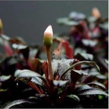 Bucephalandra Mini Coin Saksı Canlı Bitki