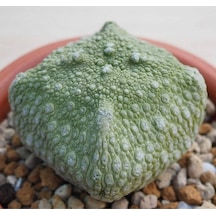 10 Adet Pseudolithos Cubiformis Succulent Tohumu